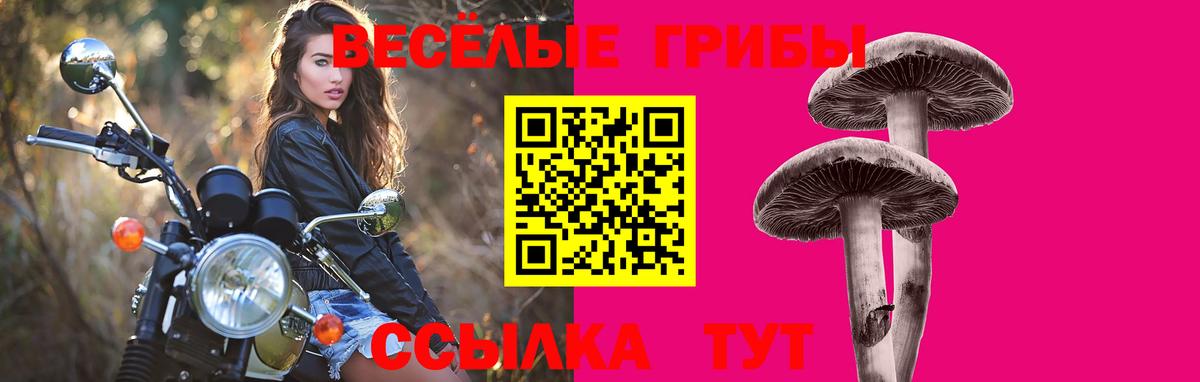 Алексеевка  Галлюциногенные грибы мицелий  Вход с VPN  Псилоцибиновые грибы Psilocybe 